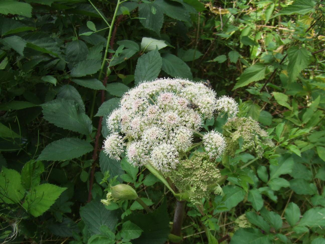 Angélique archangélique